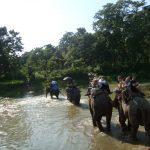 Elephant safari