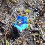 Himalayan flower