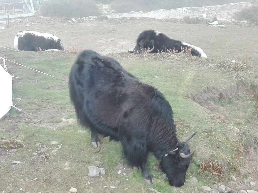 Yak