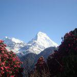 Rhododendrons