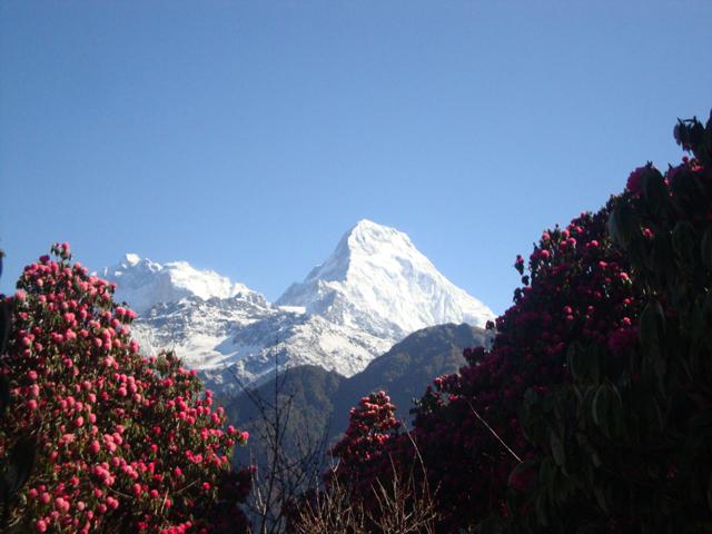 Rhododendrons