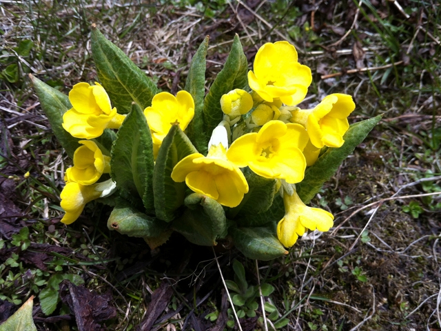 Flowers