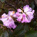 Rhododendrons