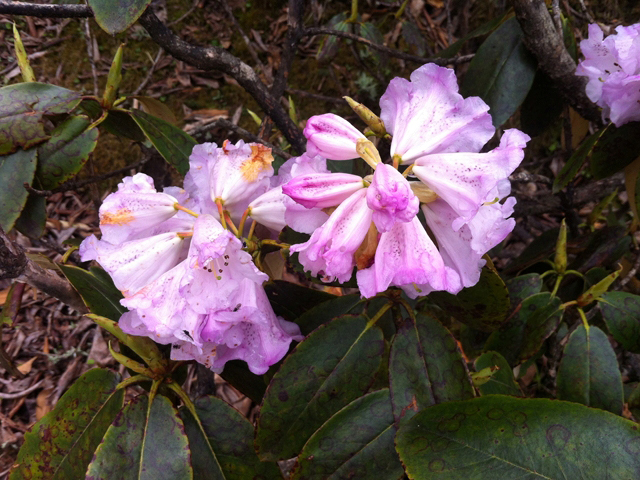 Rhododendrons