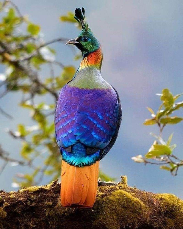 Pheasant 