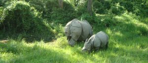 Rhinoceros