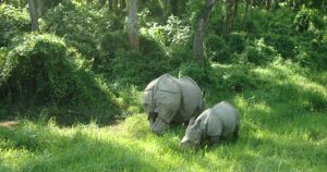 Rhino