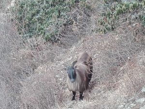 Himalayan Thar