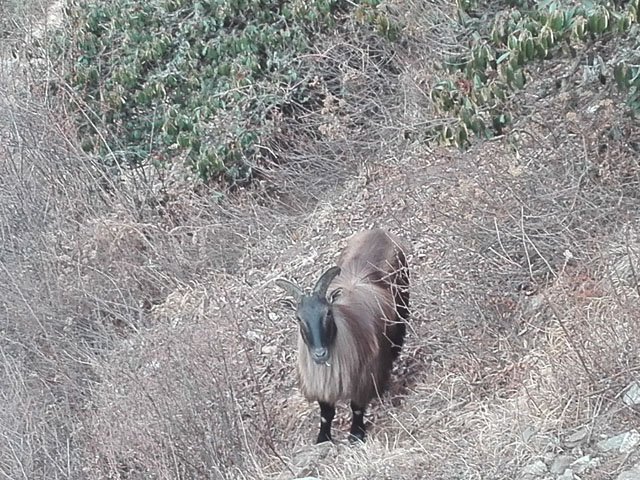 Himalayan Thar 