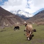 Yaks